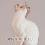 Orientville's Cap. Barbossa