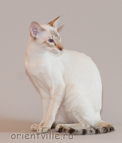 Orientville's Cap. Barbossa