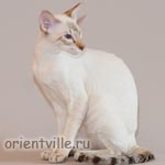 Orientville's Cap. Barbossa