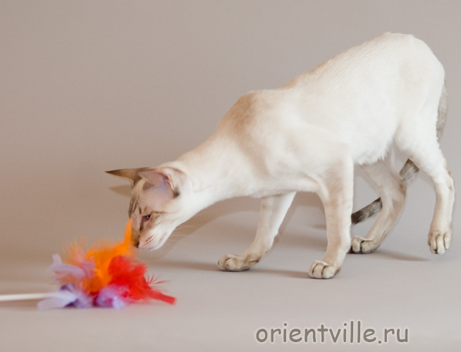 Orientville's Cap. Barbossa