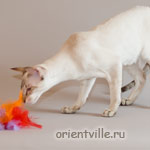 Orientville's Cap. Barbossa