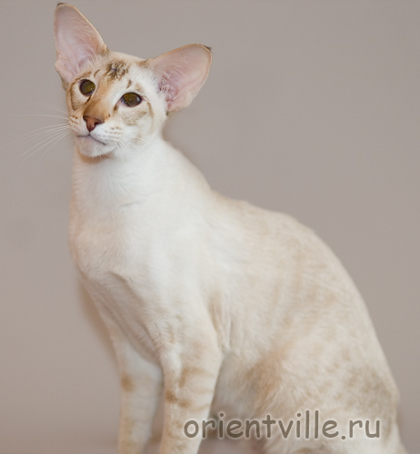 Orientville's Akela, 1год 8 мес