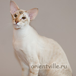 Orientville's Akela, 1год 8 мес