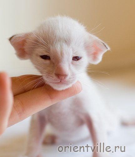 Orientville's Frodo Baggins