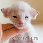 Orientville's Frodo Baggins