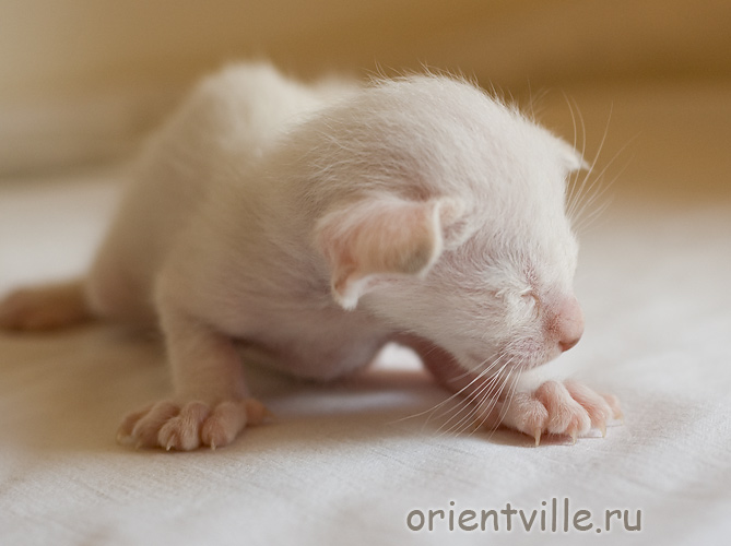 Orientville's Frodo Baggins