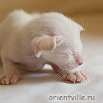 Orientville's Frodo Baggins