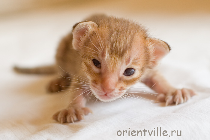 Orientville's Fiona Princess