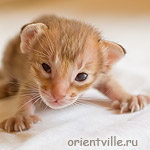 Orientville's Fiona Princess