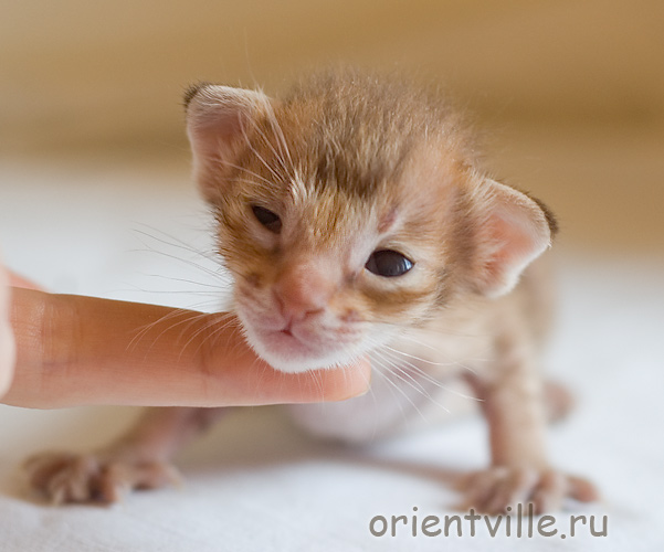 Orientville's Fiona Princess