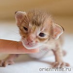 Orientville's Fiona Princess