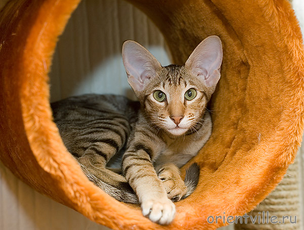 Zima Sueno de Pantera. 5 month