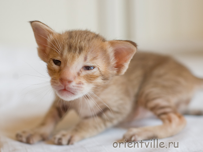 Orientville's Fleur de Lys