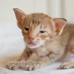 Orientville's Fleur de Lys