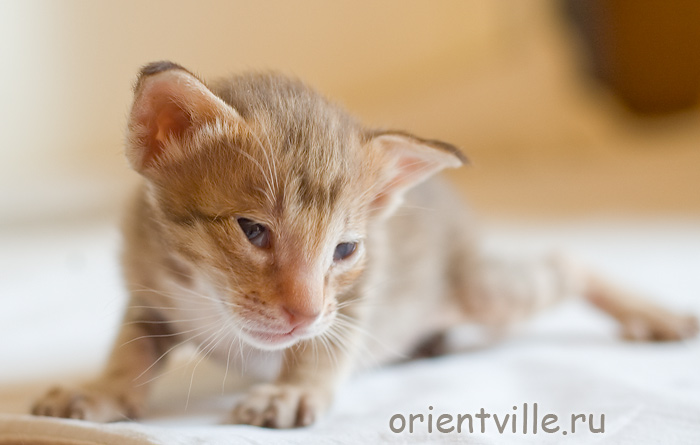 Orientville's Fleur de Lys