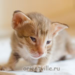 Orientville's Fleur de Lys