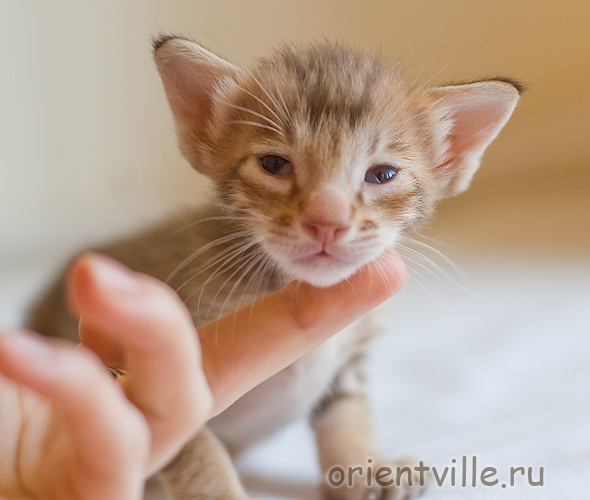 Orientville's Figaro