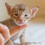 Orientville's Figaro