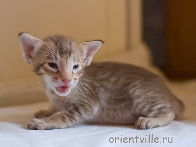 Orientville's Figaro