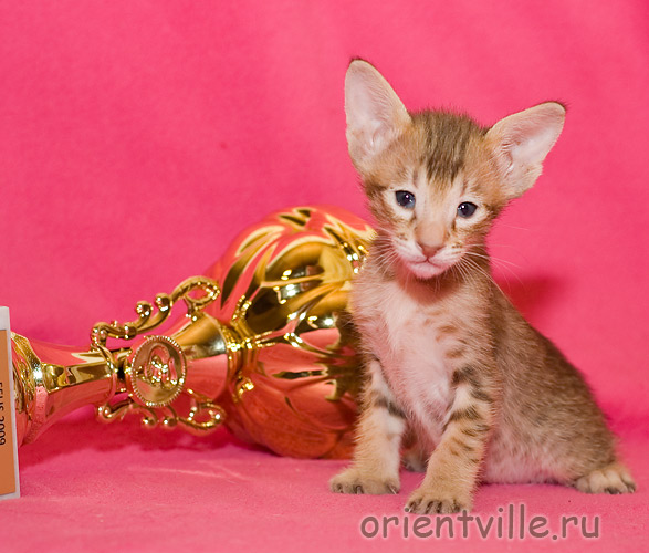 Orientville's Figaro