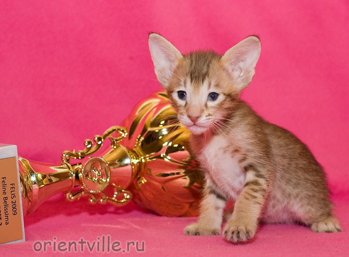 Orientville's Figaro