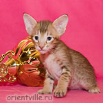 Orientville's Figaro