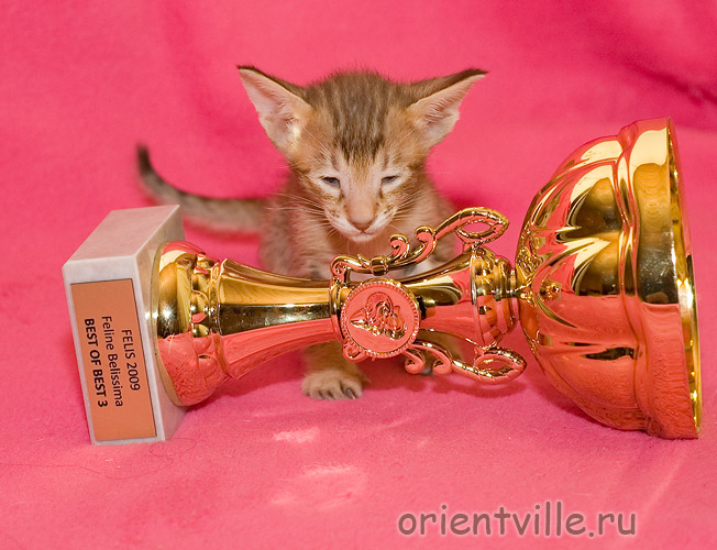 Фигаро 1 месяц