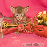 Фигаро 1 месяц