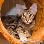 Zima Sueno de Pantera (ORI b 24)