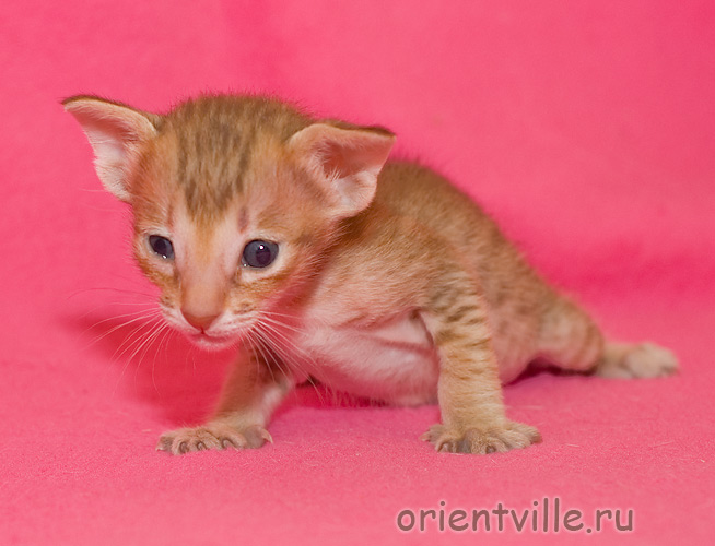 Orientville's Fiona Princess