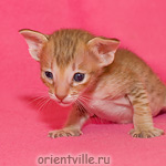 Orientville's Fiona Princess