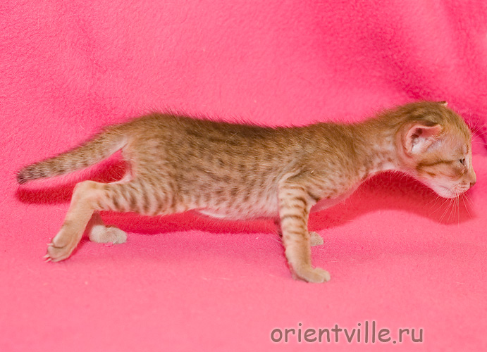 Orientville's Fiona Princess