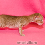 Orientville's Fiona Princess