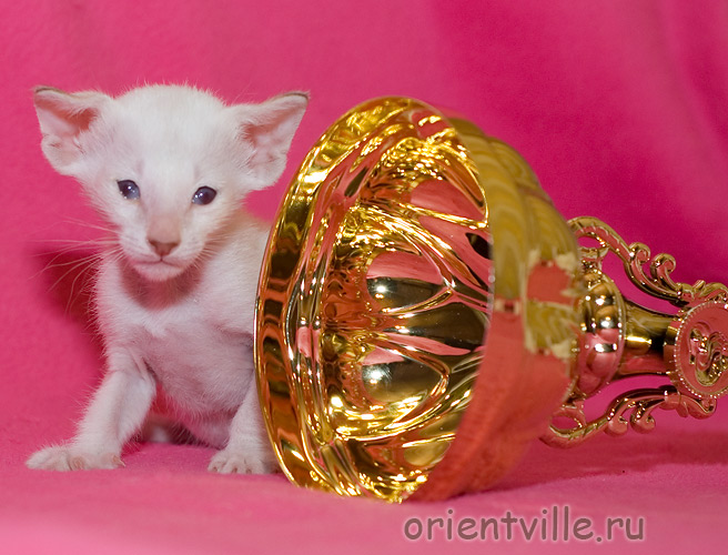 Orientville's Frodo Baggins