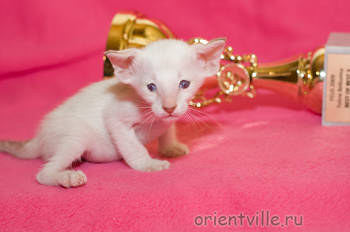 Orientville's Frodo Baggins