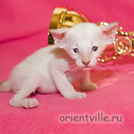 Orientville's Frodo Baggins