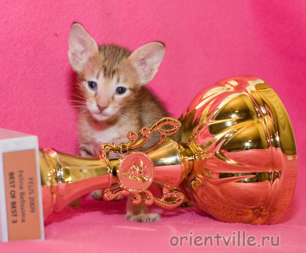 Orientville's Fleur de Lys