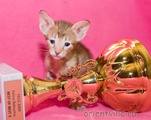 Orientville's Fleur de Lys