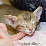 Orientville's Figaro