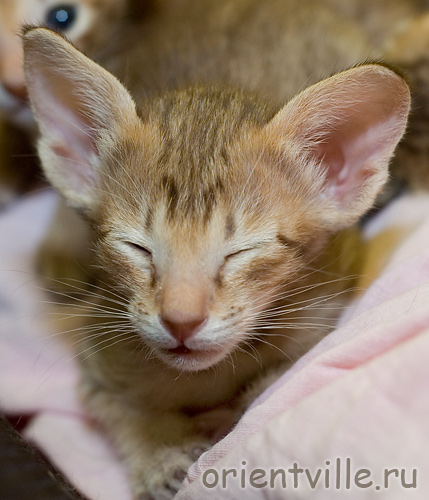 Orientville's Fleur de Lys