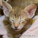 Orientville's Fleur de Lys