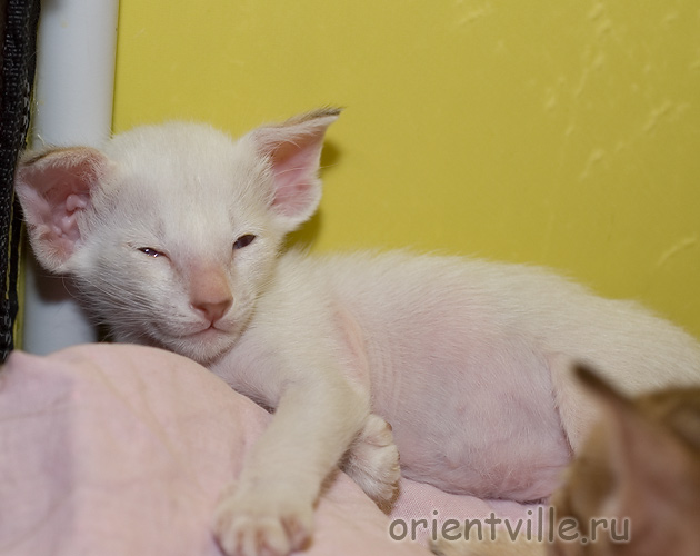 Orientville's Frodo Baggins