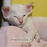 Orientville's Frodo Baggins