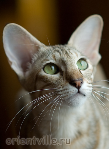 Дива у окошка