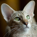 Дива у окошка