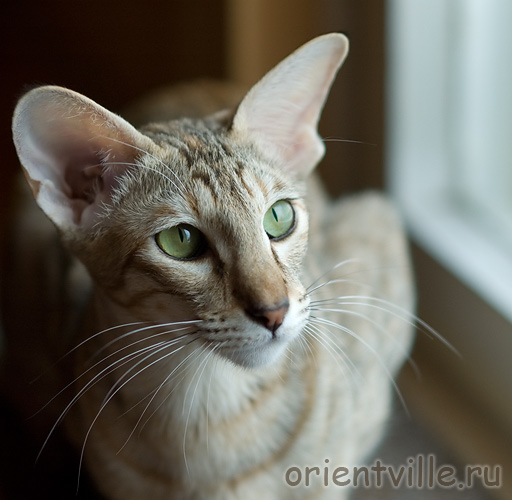 Дива у окошка