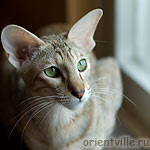 Дива у окошка