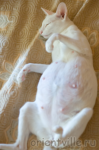 Ассоль, 66 день