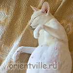 Ассоль, 66 день