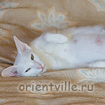 Ассоль, 66 день